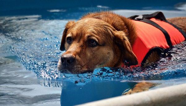 Schwimmen ist ein gutes Konditionstraining für Hunde.