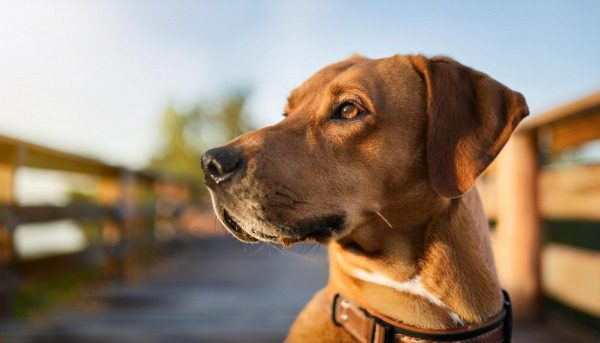 Stress beim Hund fördert Hypervigilanz