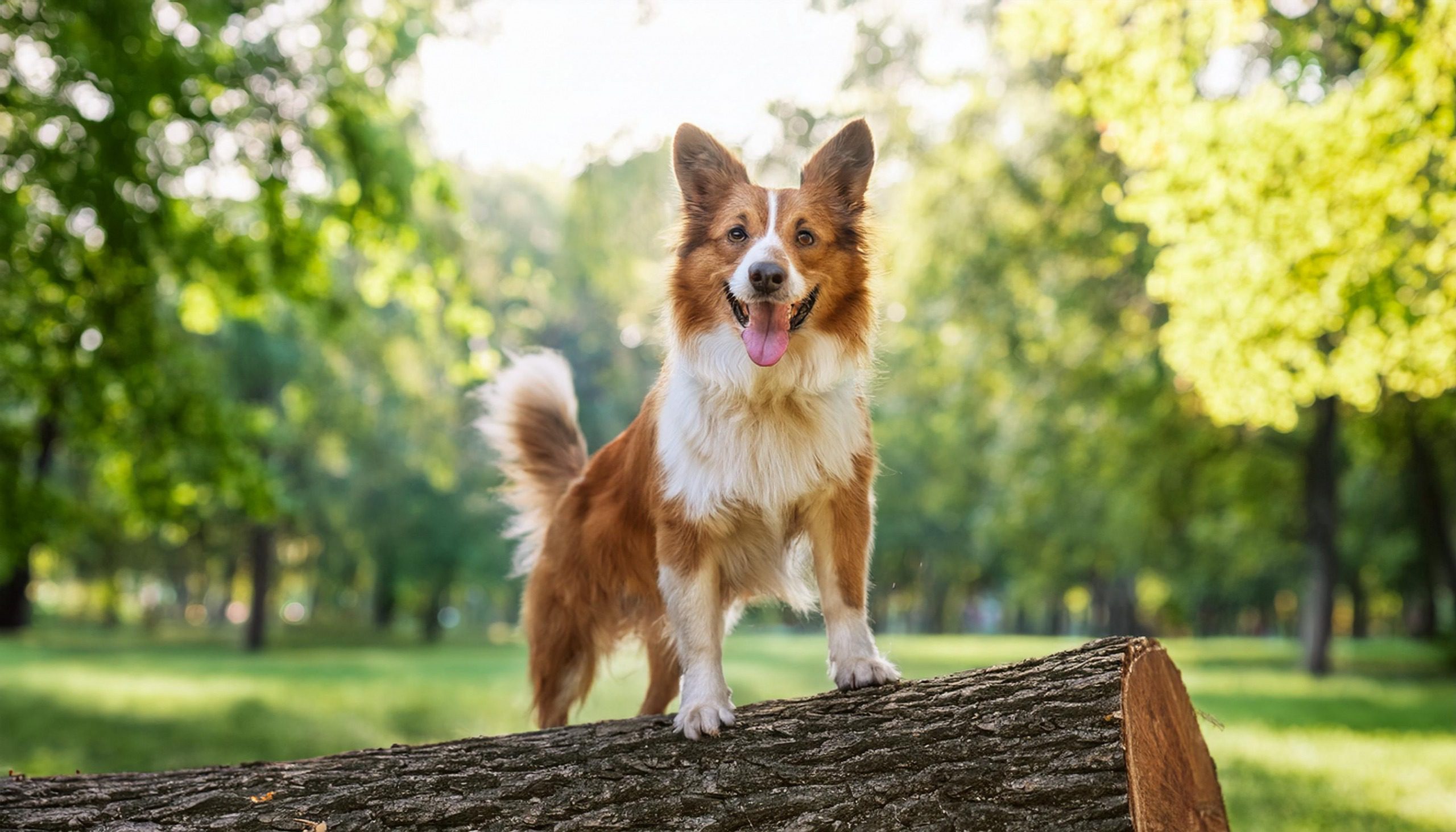 Lebensfreude Hund Mehr Lebensfreude durch Hundefitnesstraining