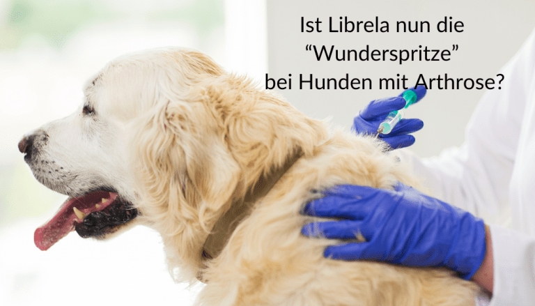 Librela für Hunde: Vor- und Nachteile der "Arthrose-Spritze"