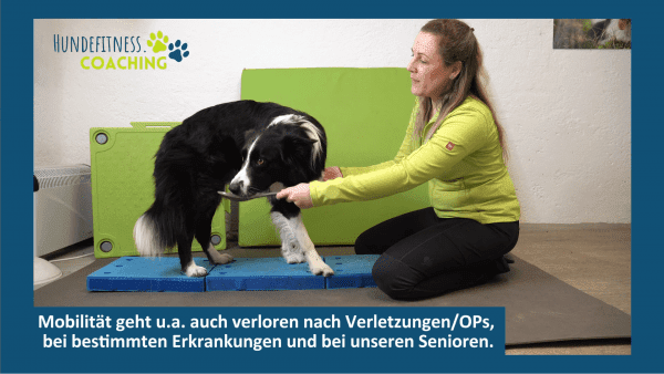 Fitnesstraining ist ein wichtiger Baustein in der Gesundheit deines Hundes