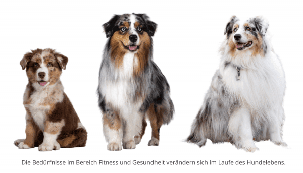 Egal ob Welpe, Erwachsener Hund oder alter Hund - alle können und sollten für die Gesundheit Therapie erhalten.