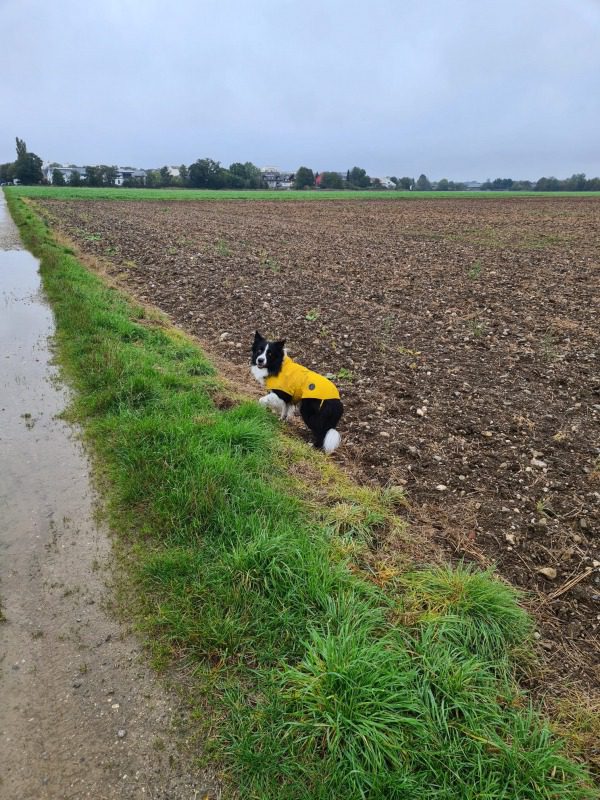 Beschäftigung für Hunde: Nicht nur an Regentagen, aber da ist es besonders hilfreich.