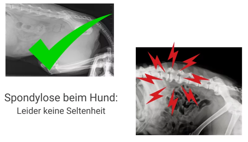 Spondylose beim Hund ist ein häufig diagnostizierte Erkrankungen in der Orthopädie
