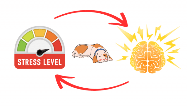 Der Kreislauf von Stress und Schmerz beim Hund