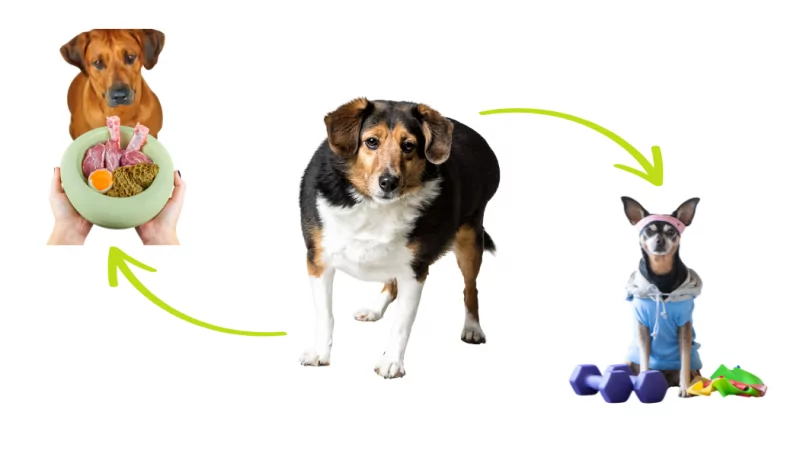 Fitnesstraining und Diät gegen Übergewicht beim Hund