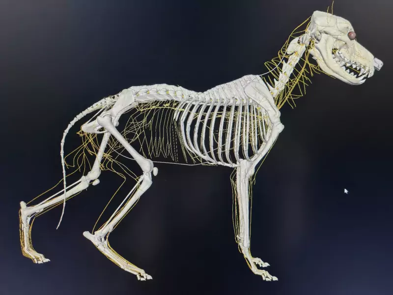 Spondylose beim Hund