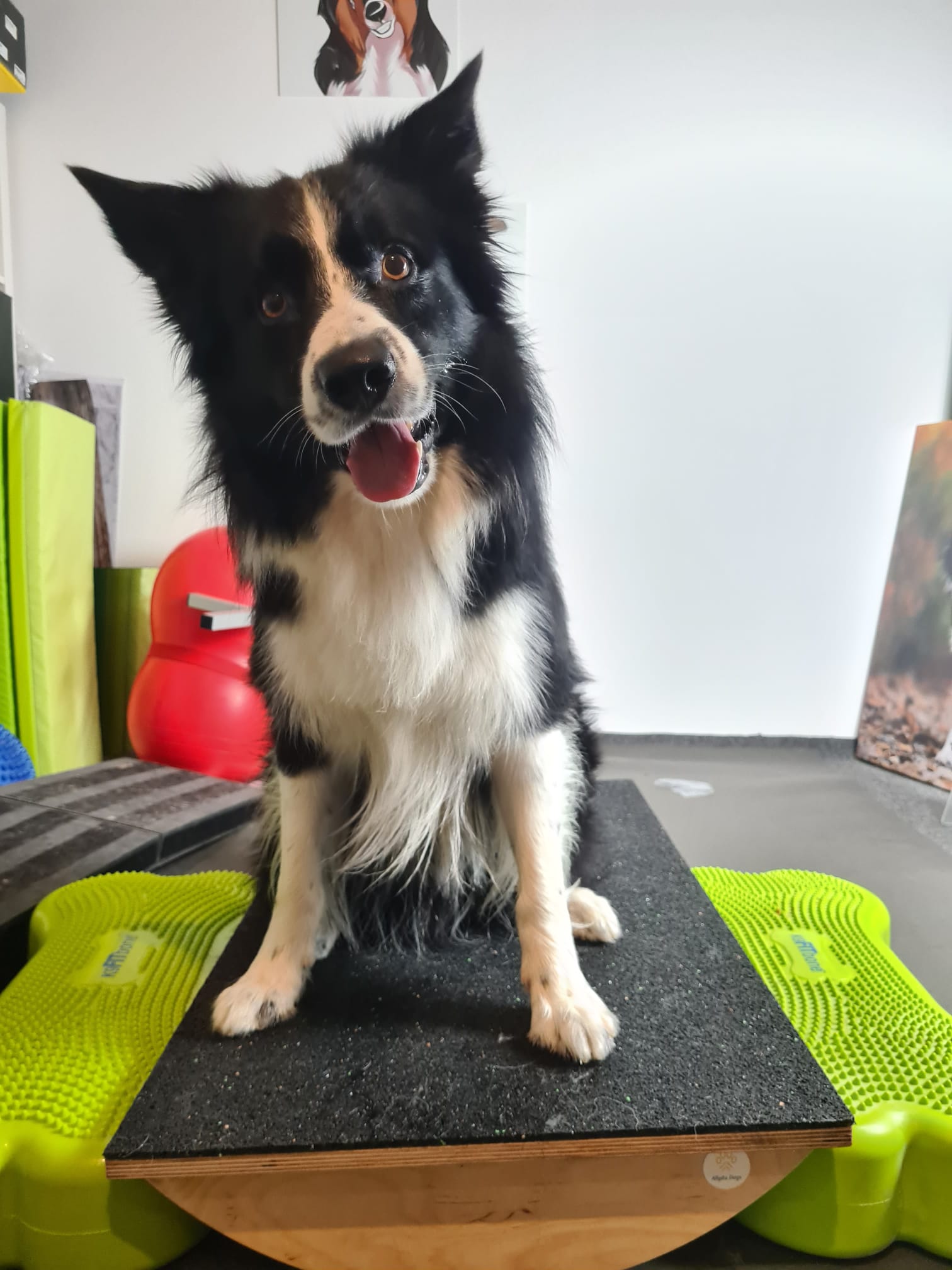 Fitnesstraining kranker Hund Auch kranke Hunde können Hundefitness machen - wenn man weiß wie