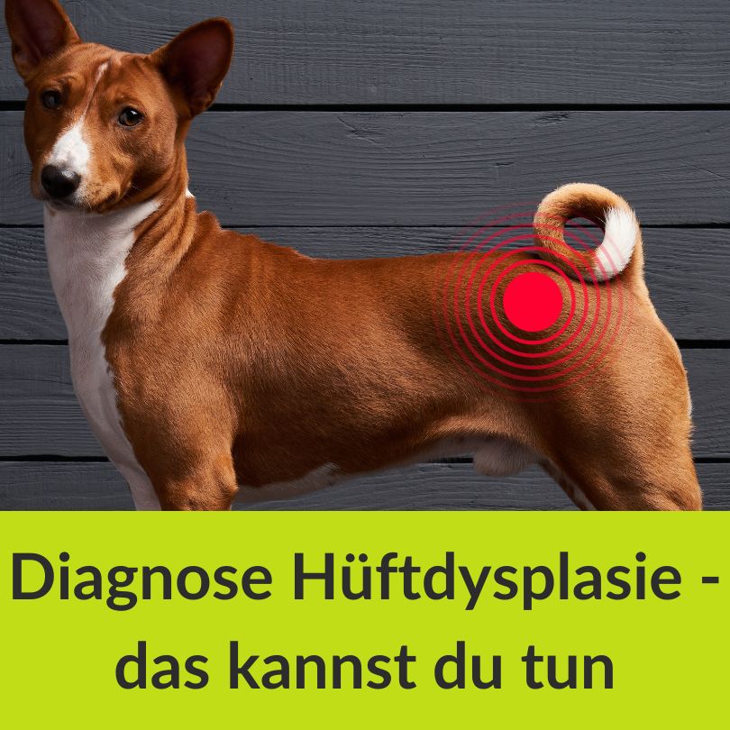Wunderbar Hund Knickt Vorne Rechts Ein Bilder