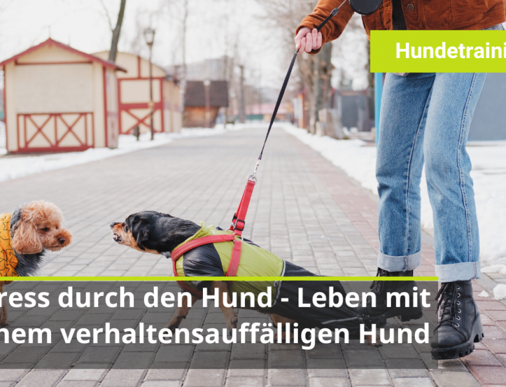 Librela beim Hund Erfahrungen und Alternativen Physiotherapie für Hunde und Pferde