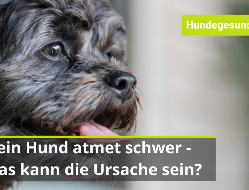 Mein Hund Fehlt Mir So Sehr www.vitalitier.de