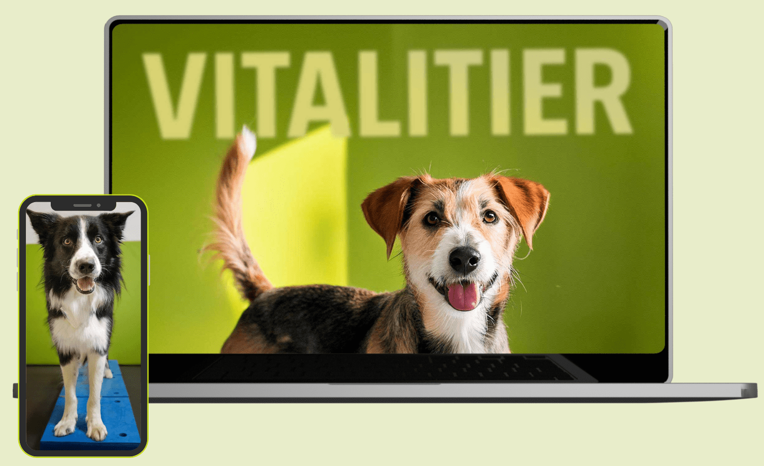 Online-Kurs Hund Fitness und Gesundheit