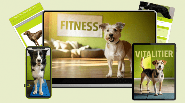 Hundefitnesstraining mit Kathrin Schurig - online und vor Ort