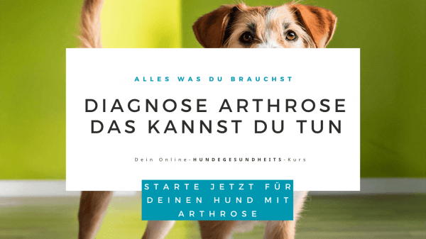 Unterstütze deinen Hund mit Arthrose in der kalten Jahreszeit.