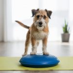 Training im Bereich Hundefitness kann verschiedenen aussehen - ja nach Trainingsmethode.