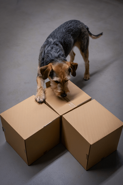 Ob Tricks für alte Hunde oder Suchspiele für alte Hunde - beides hält deinen Hund geistig jünger.