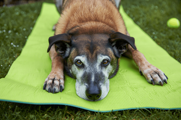Demenz beim Hund vorbeugen durch Hund geistige Auslastung