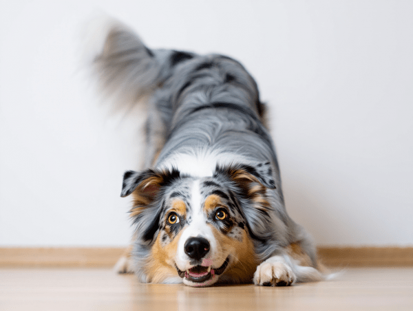 Welche Methoden im Hundetraining sinnvoll sind, entscheidet immer auch die Übung und der Hund.
