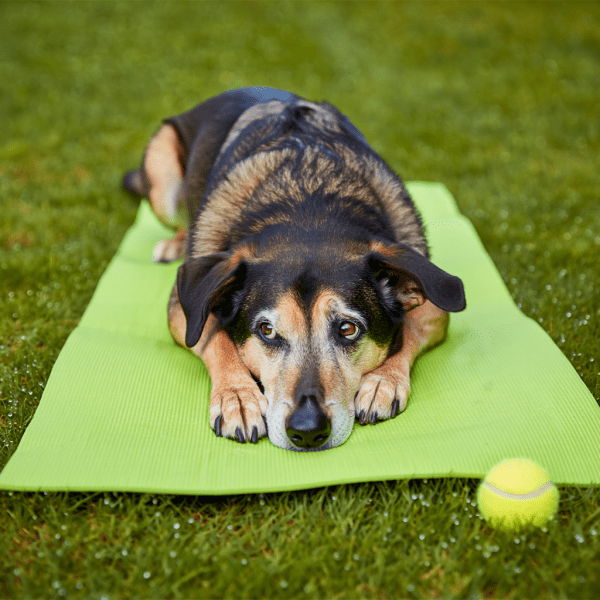 Wie beurteilt man die Lebensqualität beim Hund am besten?