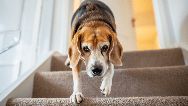 Hundesenioren zur Therapie - Physiotherapie und Osteopathie