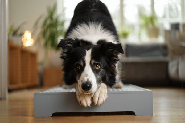 Übungen zum Muskelaufbau beim Hund sollten mit Bedacht gewählt werden.