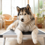 Auch bei HD, ED, Arthrose beim Hund geht Turnen mit Hund.