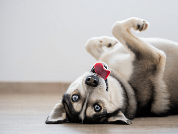 Spaß mit krankem Hund geht, wenn du weißt, worauf es ankommt.