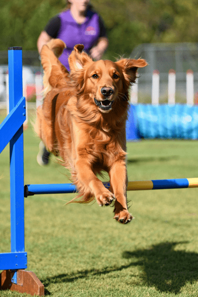 Stress beim Hundetraining kann viele Ursachen haben - die Zeit vor dem Training leider auch.