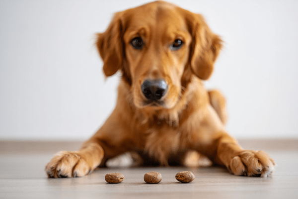 Ob Schnüffelspiel oder gezielte Nasenarbeit für den Hund - sinnvoll ist beides.
