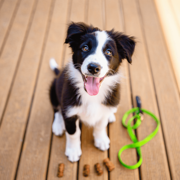 Wie viel darf sich ein Welpe bewegen pro Lebensmonat?