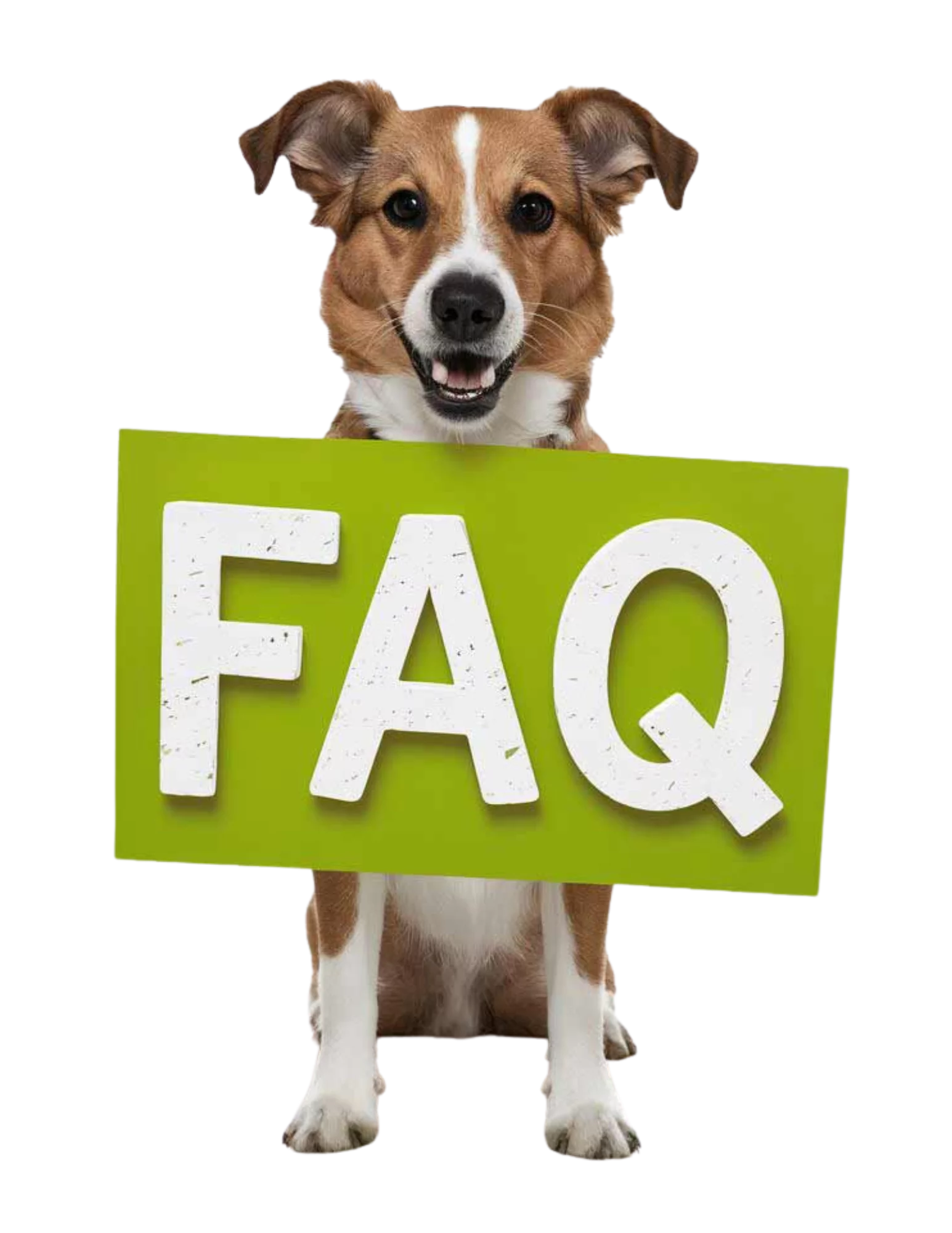 Häufige Fragen (FAQs) VitaliTier Gesundheitskursen