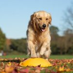 Beweglichkeit, Koordination und Fitness