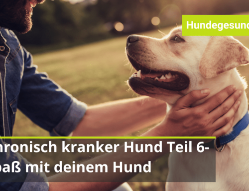 Leichtigkeit und Spaß mit deinem chronisch kranken Hund