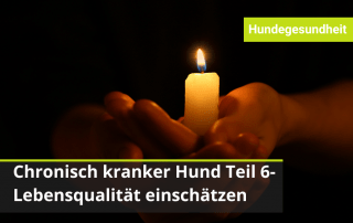 Lebensqualität beim Hund