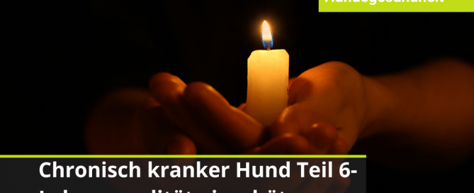 Lebensqualität beim Hund