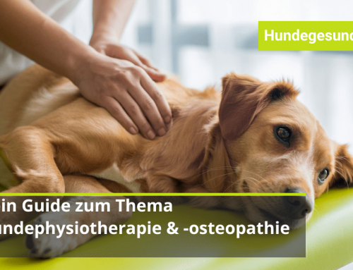 Hundephysiotherapie und Hundeosteopathie: Dein ultimativer Guide für ein schmerzfreieres Hundeleben