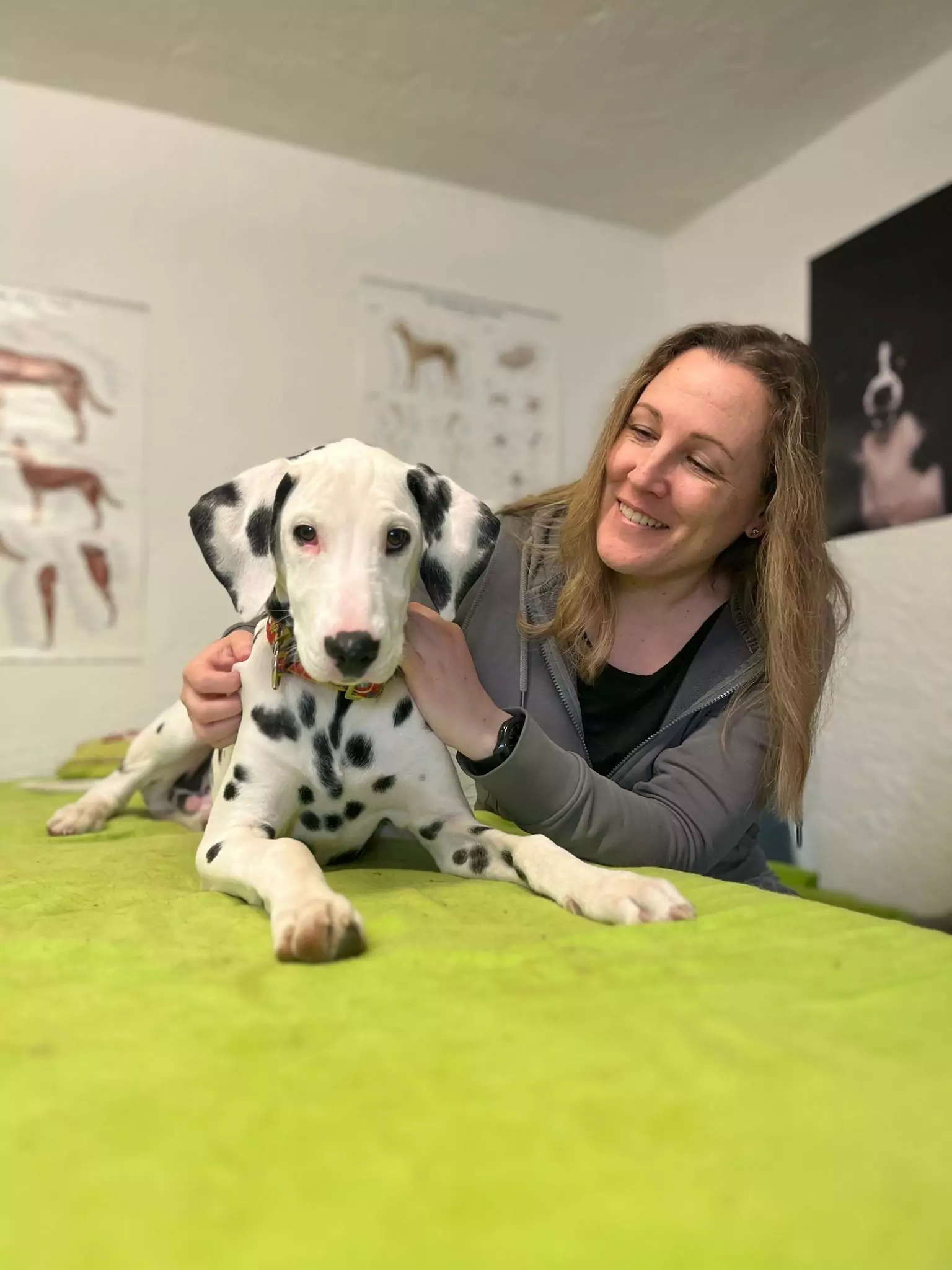 Therapie für Hundephysiotherapie, Osteopathie für Hunde und Pferde, Lasertherapie, Akupunktur