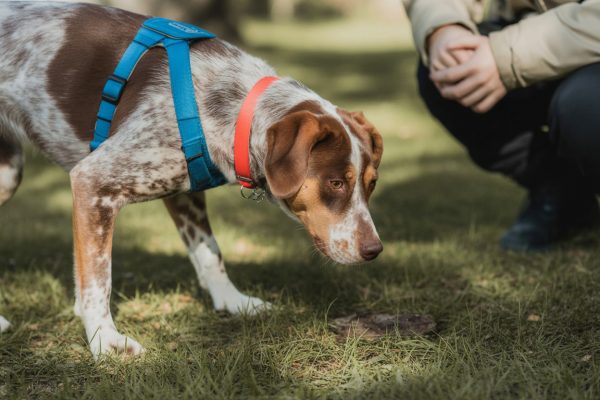 Beschäftigung durch Nasenarbeit als Hundetraining in München, Gräfelfing, Würmtal