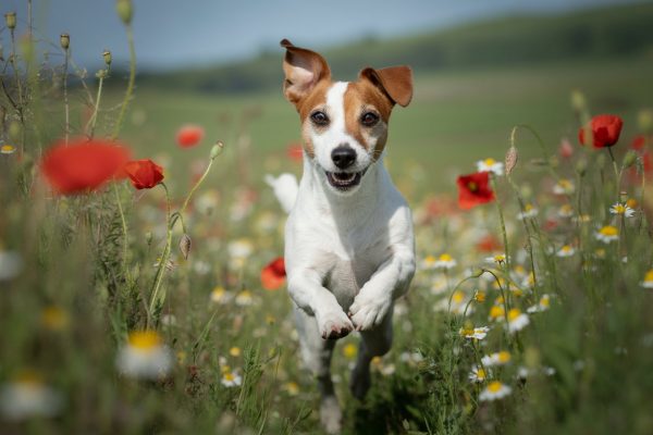 Gibt es ADHS bei Hunden? Wohl ja