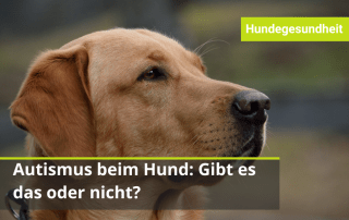 Autismus bei Hunden