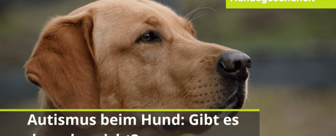 Autismus bei Hunden