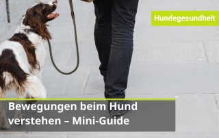Bewegungsmuster und Schmerzen beurteilen