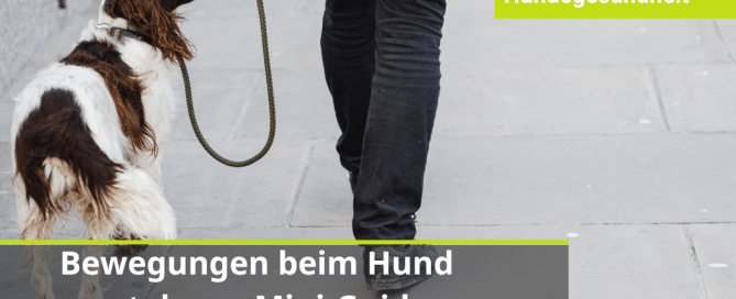 Bewegungsmuster und Schmerzen beurteilen