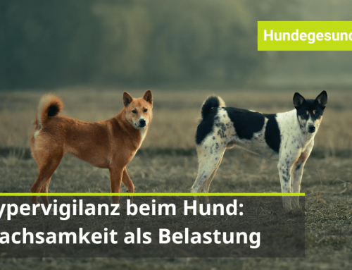 Hypervigilanz beim Hund