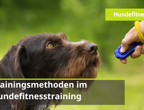 Trainingsmethoden im Hundefitnesstraining: Markern, Locken oder freies Shaping?