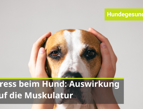 Stress beim Hund: Auswirkungen auf die Muskulatur