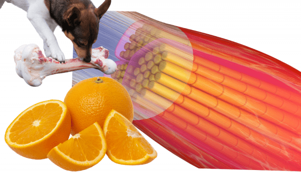 Faszienbehandlung beim Hund