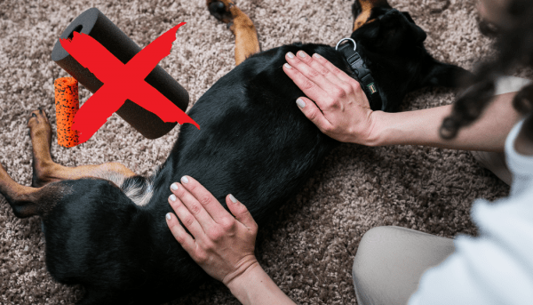 Bindegewebe- und Faszientherapie beim Hund macht Sinn