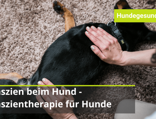 Faszien beim Hund – Faszientherapie für Hunde