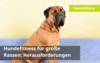 Hundefitness für große Rassen